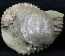 Pavlovia Ammonite With Fossil Oyster - Russia #29731-2